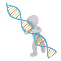 Illustrasjon: en person som holder i et dna(arvmateriale) Illustrerer at genetiske (arvlige)forhold kan være innvolvert