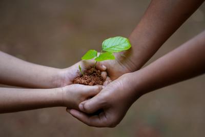 Foto: Hender som holder en plante som spirer-skal illustrere vekst